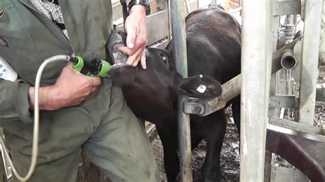 AEA; heifer calves generally have higher serum IgG concentrations than do bull calves (107). . Oral calf sex cow